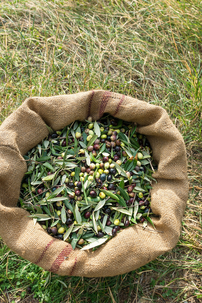 freshly-harvested-olives-(hr)